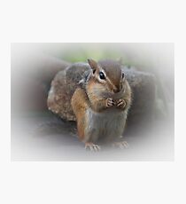 Cute Chipmunk Photographic Print
