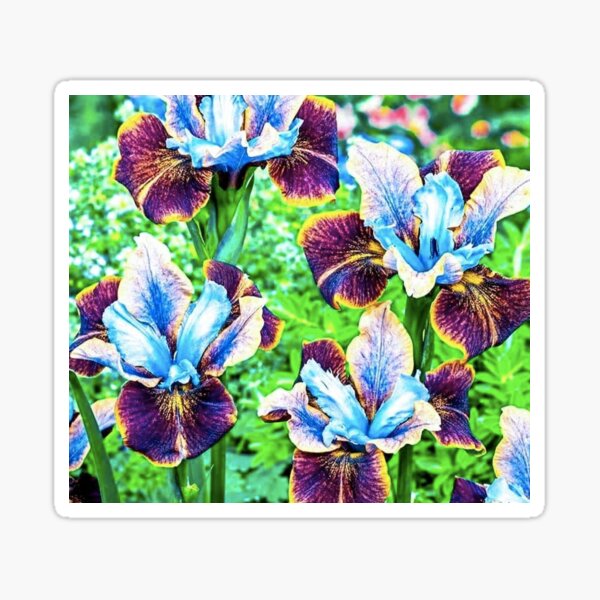 Item preview, Portland Siberian Irises - 2020 designed and sold by Christopher Wheat.