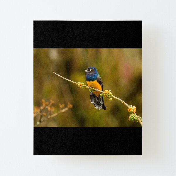 Guianan Trogon Canvas Mounted Print