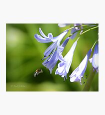 Flower to flower Photographic Print