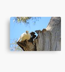 This is my house.... Canvas Print