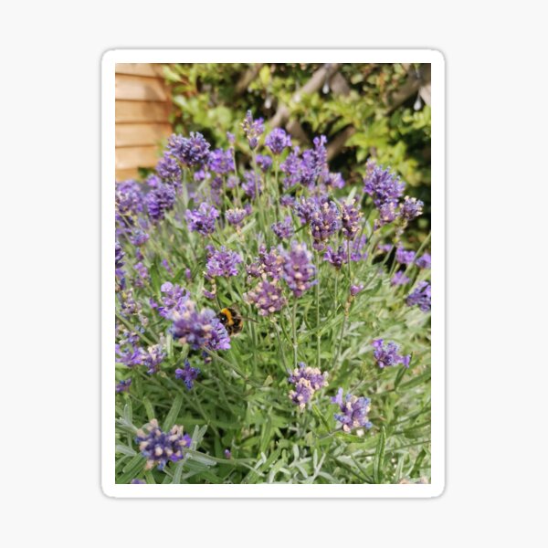 Resting Bumblebee on Lavender Sticker