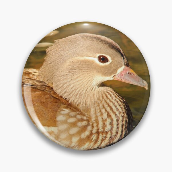 Item preview, Female Mandarin Duck designed and sold by rltbevan.