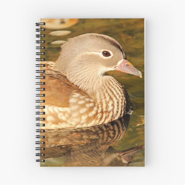 Item preview, Female Mandarin Duck designed and sold by rltbevan.