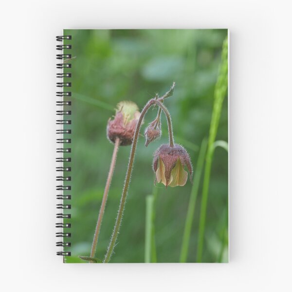Item preview, flowers Geum Rivale on a long stem designed and sold by mrivserg.