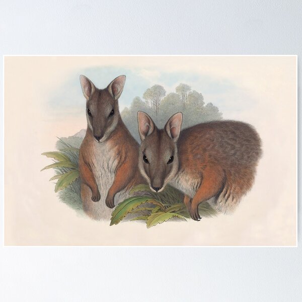 Item preview, Derby's Wallaby - Australian Mammals by Henry Richter designed and sold by TheCurators.