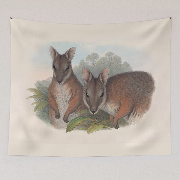 Item preview, Derby's Wallaby - Australian Mammals by Henry Richter designed and sold by TheCurators.
