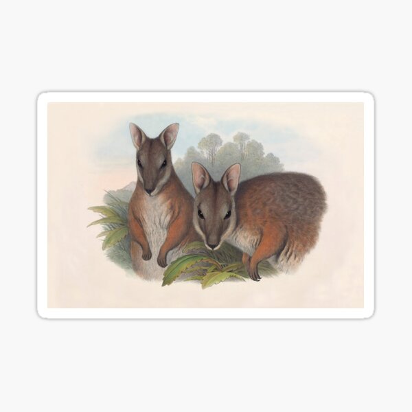 Item preview, Derby's Wallaby - Australian Mammals by Henry Richter designed and sold by TheCurators.