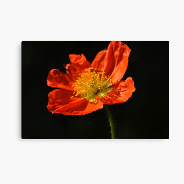 Orange Poppy Canvas Print