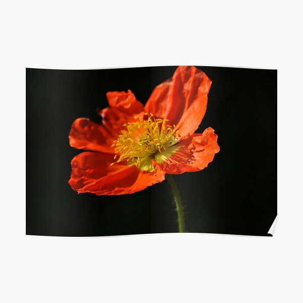 Orange Poppy Poster