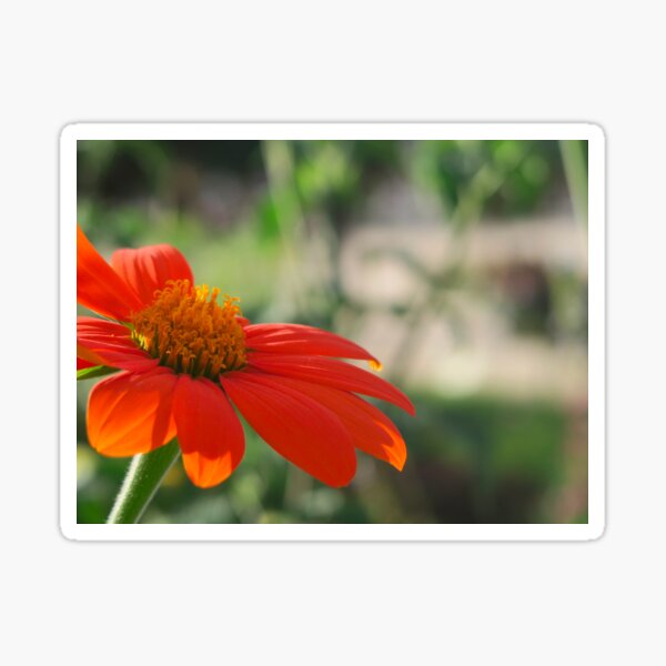 Item preview, Orange Flower designed and sold by FrogAndFeather.