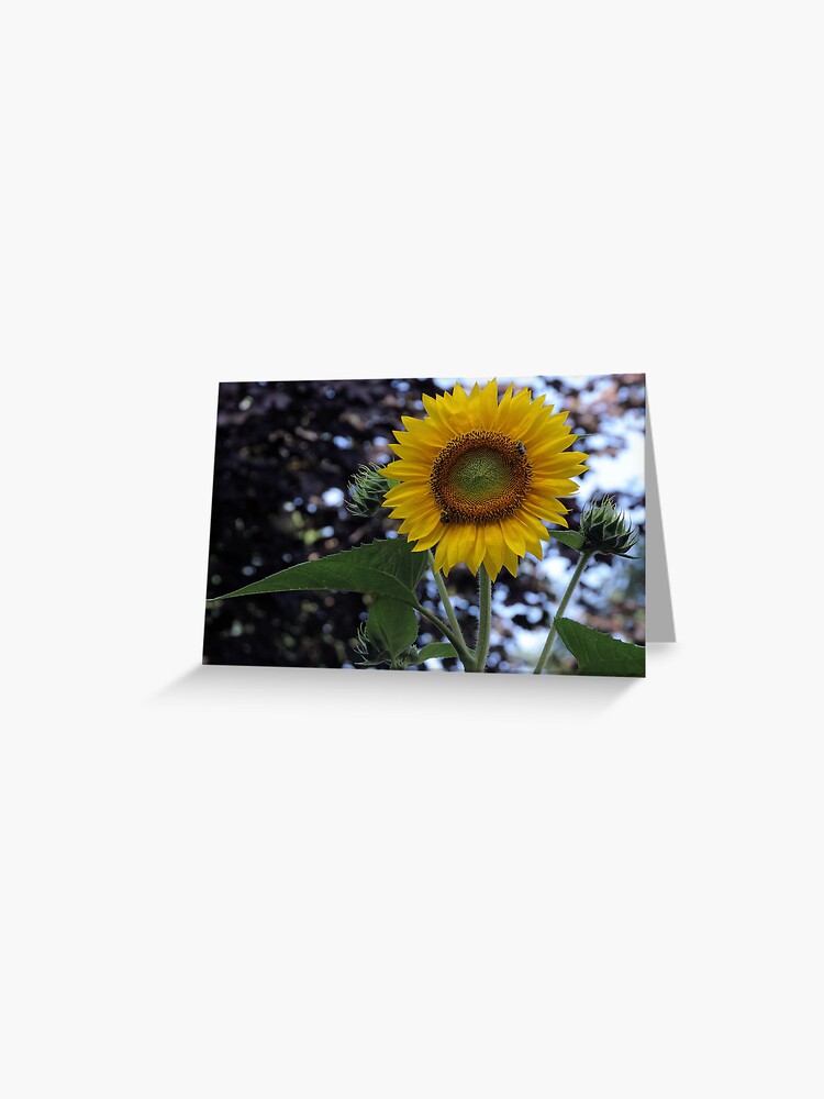 Thumbnail 1 of 2, Greeting Card, 2013 Sun Flower Champlin Mn designed and sold by JoeySkamel.