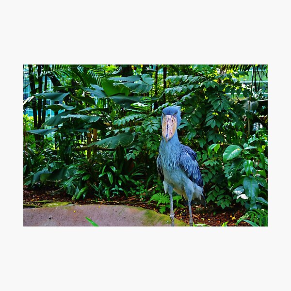 Shoebill Photographic Print