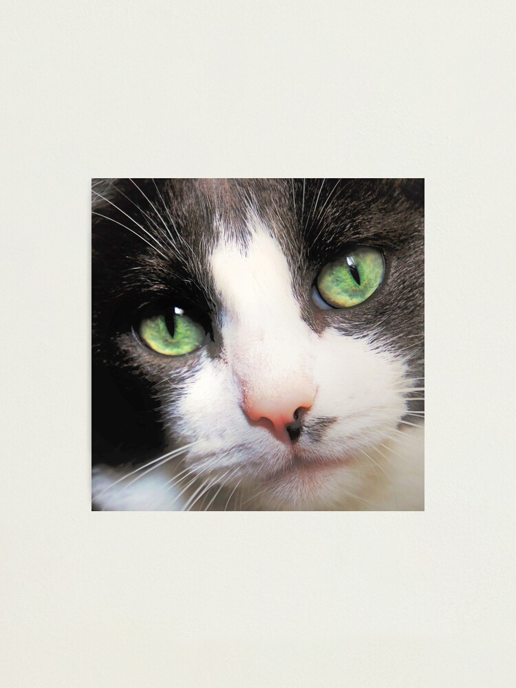 Green Eyed Cat Strategizes Next Chess Move Sticker for Sale by  CreatedProto