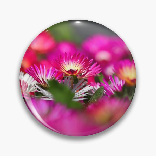 Item preview, Livingstone daisies I designed and sold by GreyFeatherPhot.