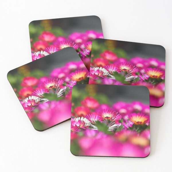 Item preview, Livingstone daisies I designed and sold by GreyFeatherPhot.