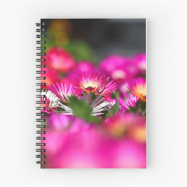 Item preview, Livingstone daisies I designed and sold by GreyFeatherPhot.
