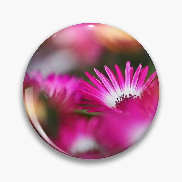 Item preview, Livingstone daisies II designed and sold by GreyFeatherPhot.