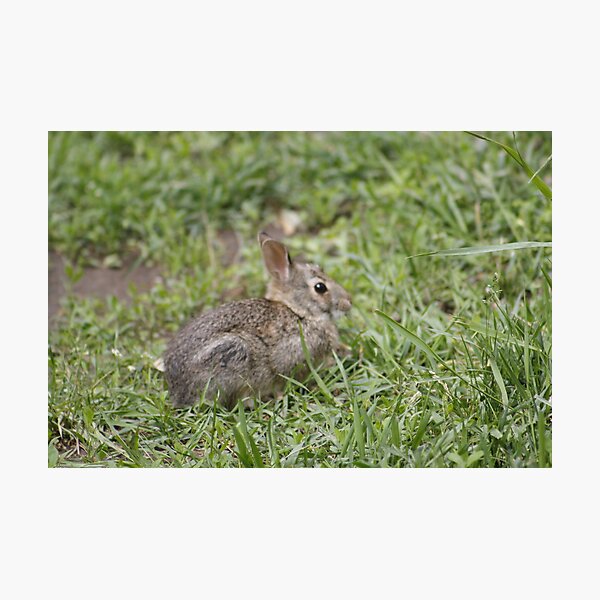 Item preview, Rabbit designed and sold by Jennifer Totten.