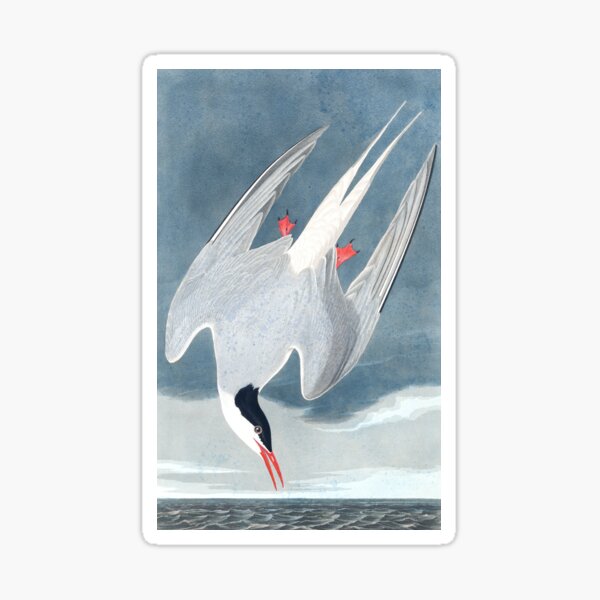 Arctic Tern Top Best Bird American Ornithology JJ Audubon Science Art Scientific Illustration Biology Sticker