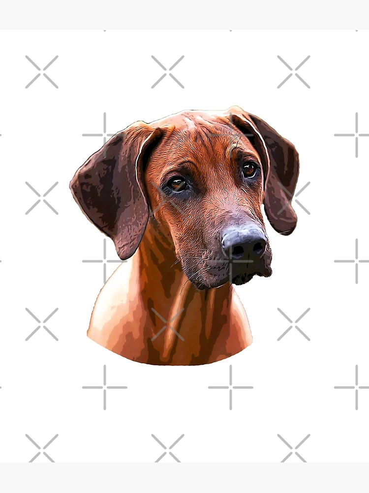 Rhodesian Ridgeback The Lion Hunting Dog