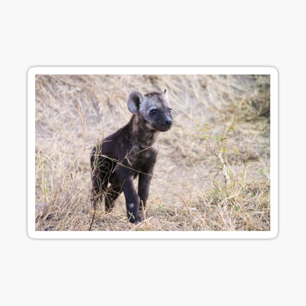 Young hyena cub Sticker