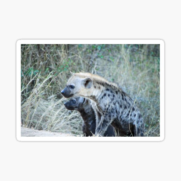 Two Curious Hyena Cubs Sticker