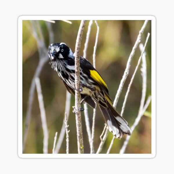 Item preview, New Holland Honeyeater designed and sold by Peter Hocking.