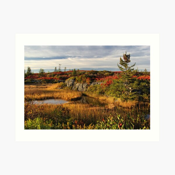Afternoon Delight Art Print