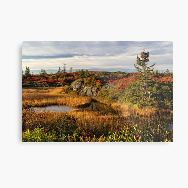 Afternoon Delight Metal Print