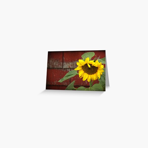 Sunflower & Shingles Greeting Card