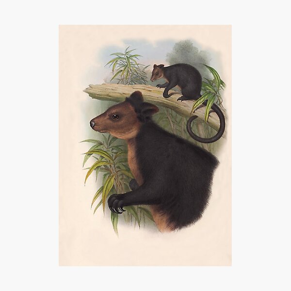 Item preview, Twp Ursine Tree Kangaroos by Henry Constantine Richter designed and sold by TheCurators.