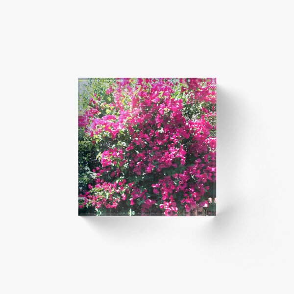 Pink Bougainvillea Acrylic Block
