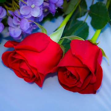 Artwork thumbnail, Two Roses by gemlenz