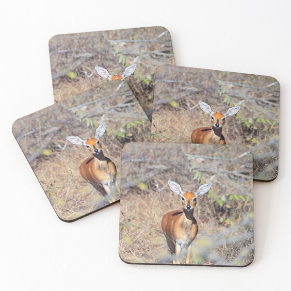 Item preview, Steenbok antelope in South Africa designed and sold by SafariByMarisa.