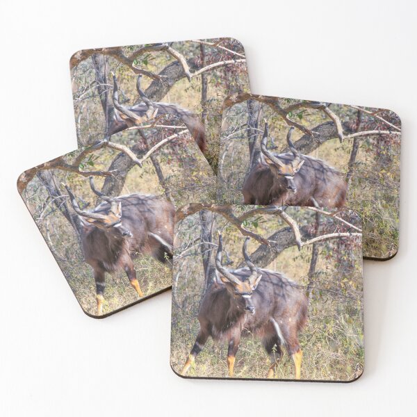Item preview, Male Nyala Antelope from South Africa designed and sold by SafariByMarisa.