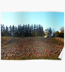Pumpkin patch Poster