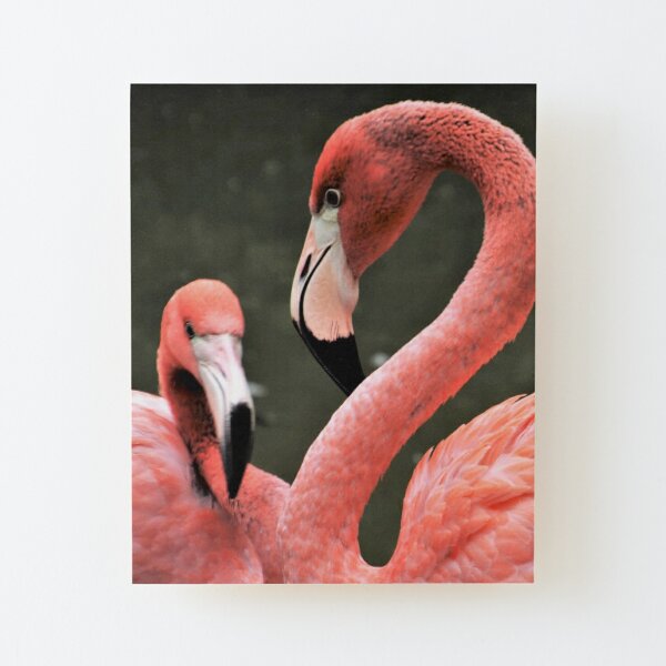 Flamingo Pictures Wall Art Redbubble - kero kero bonito flamingo roblox chat youtube