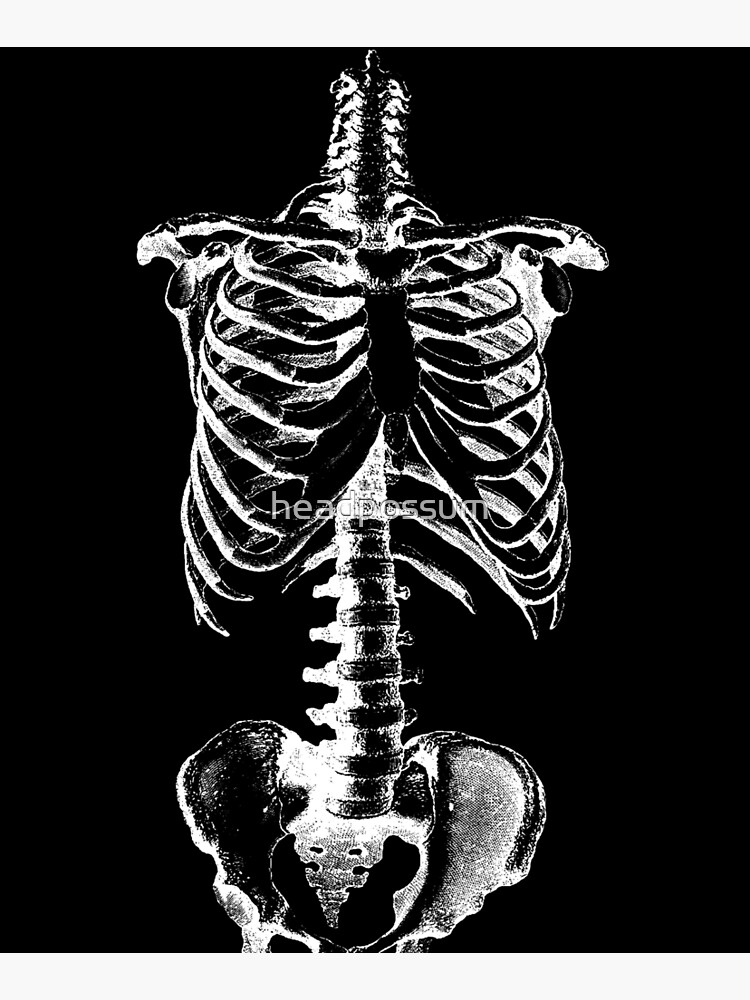 Standard Skeleton - Pelvic Mounted