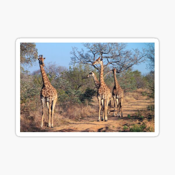 Four giraffes in the morning light Sticker