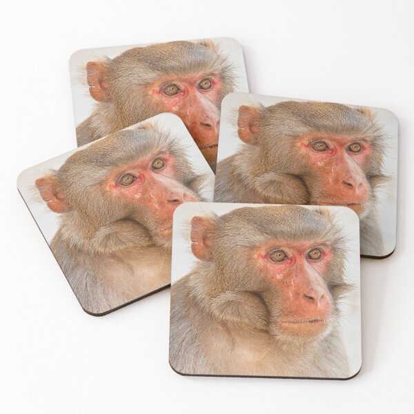 Item preview, Rhesus Macaque designed and sold by photograham.