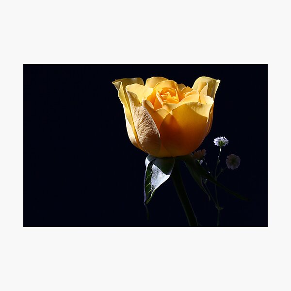 TinyFriends! Photographic Print