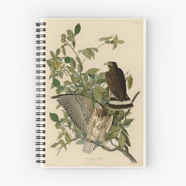 Item preview, 91 Broad winged Hawk designed and sold by Bird-Lore.