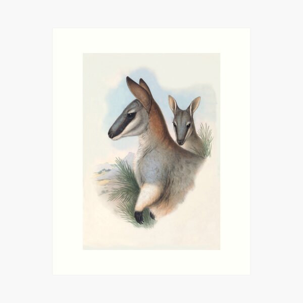 Item preview, Toolache Wallaby  (once identified as Halmaturus greyi) by Henry C. Richter designed and sold by TheCurators.