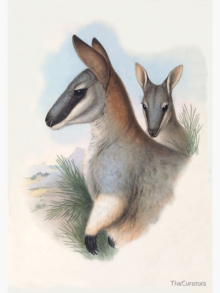 Toolache Wallaby (once identified as Halmaturus greyi) by Henry C. Richter  | Sticker