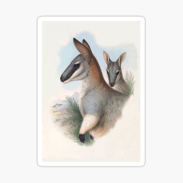 Item preview, Toolache Wallaby  (once identified as Halmaturus greyi) by Henry C. Richter designed and sold by TheCurators.