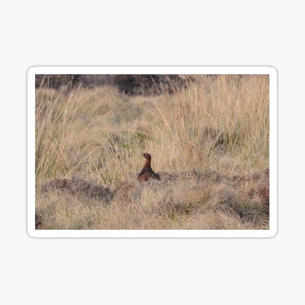Grouse Sticker