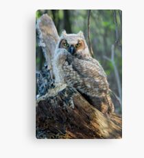 Horned Owl Metal Print