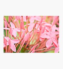 You have snow I have flowers...Got Featured Work Photographic Print