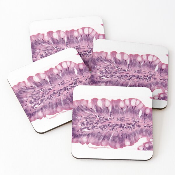 Item preview, Goblet cells designed and sold by Love Histology.